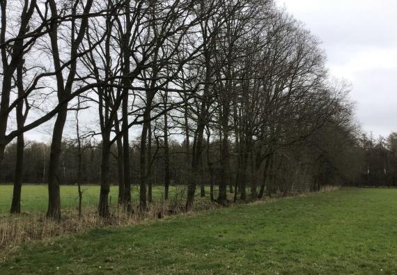Nieuwe-regels-voor-kappen-van-bomen-Houtsingel-foto-Oude-IJsselstreek