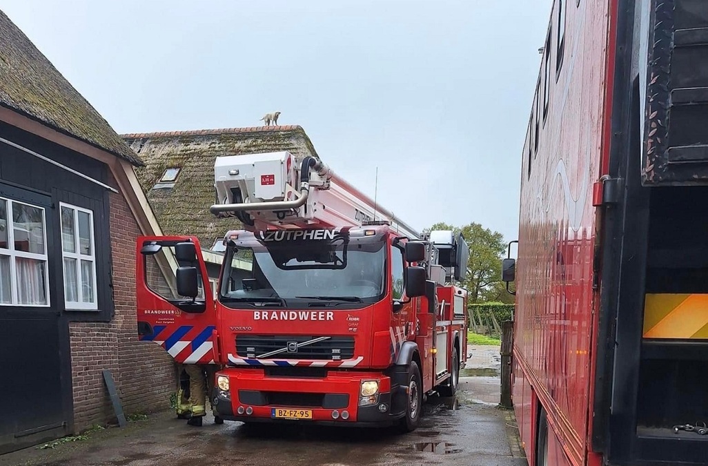 foto-Cas-Roelvink-hond-op-dak-bij-woning-in-vorden-24-04-24