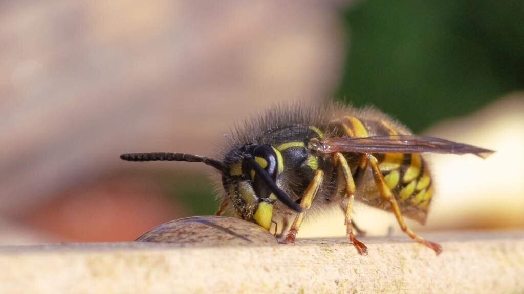 Close-up gewone wesp - © Eric Mahieu