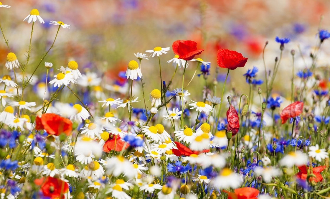 rtv-ideaal-biodiversiteit-in-zelhem-inzaaing-met-bloemenmengsel