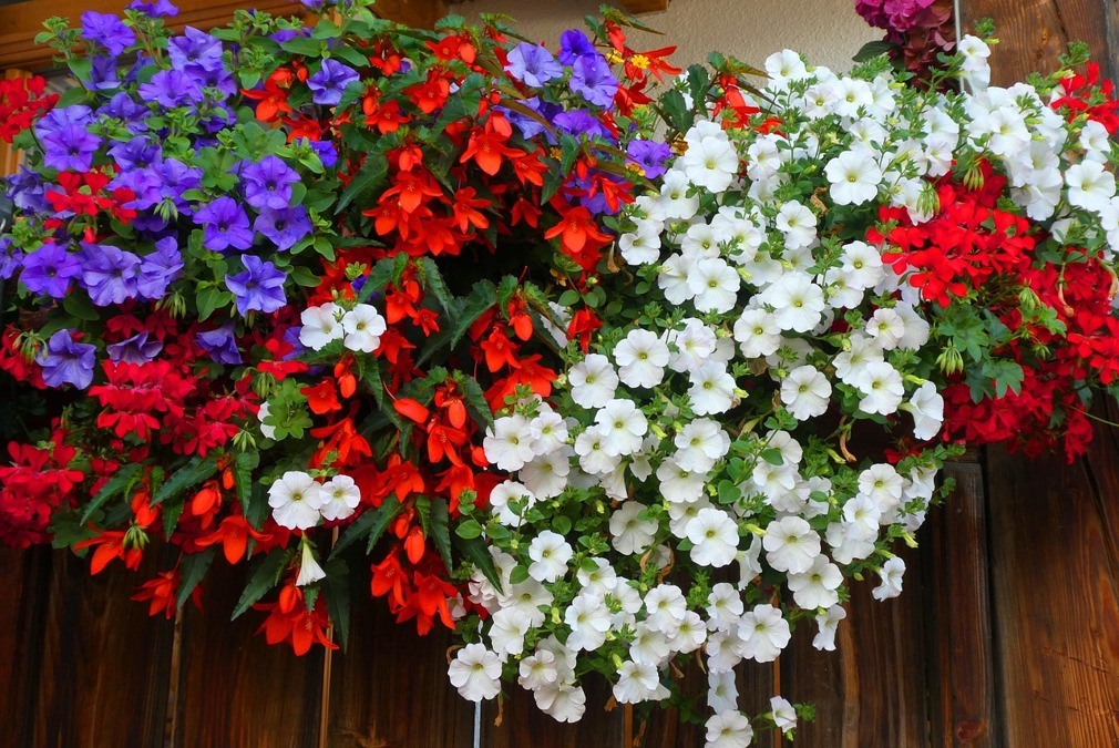 plants-4473512_1280.jpg
