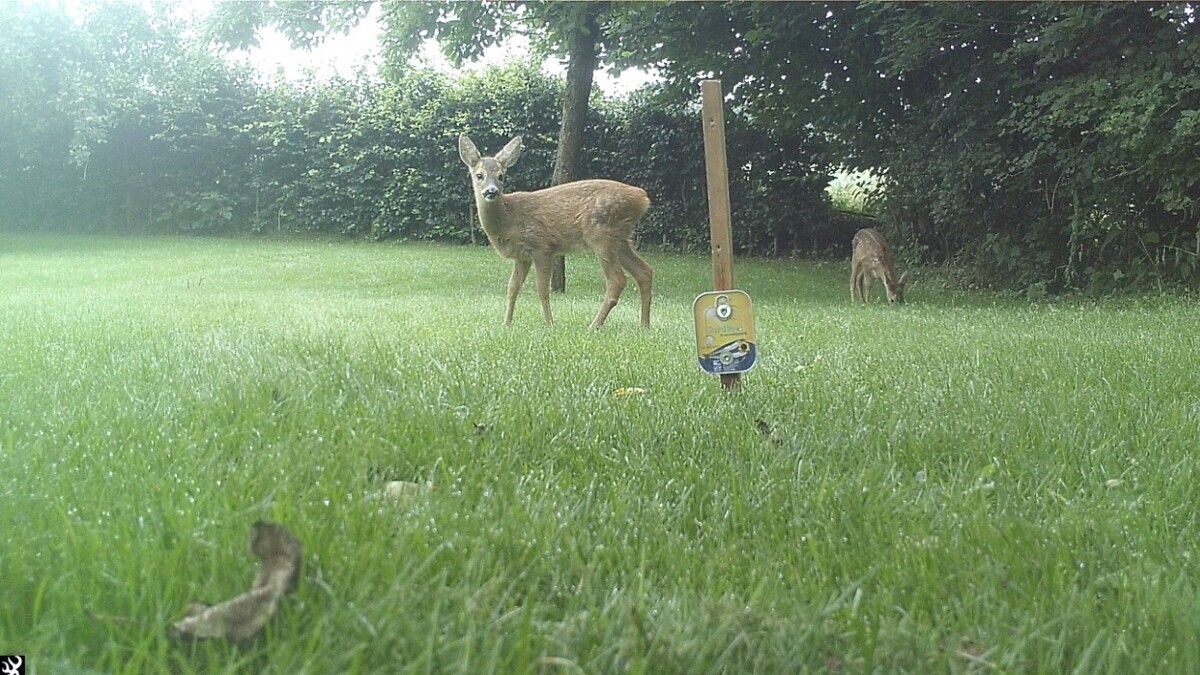 Wildcamera-ree.jpg