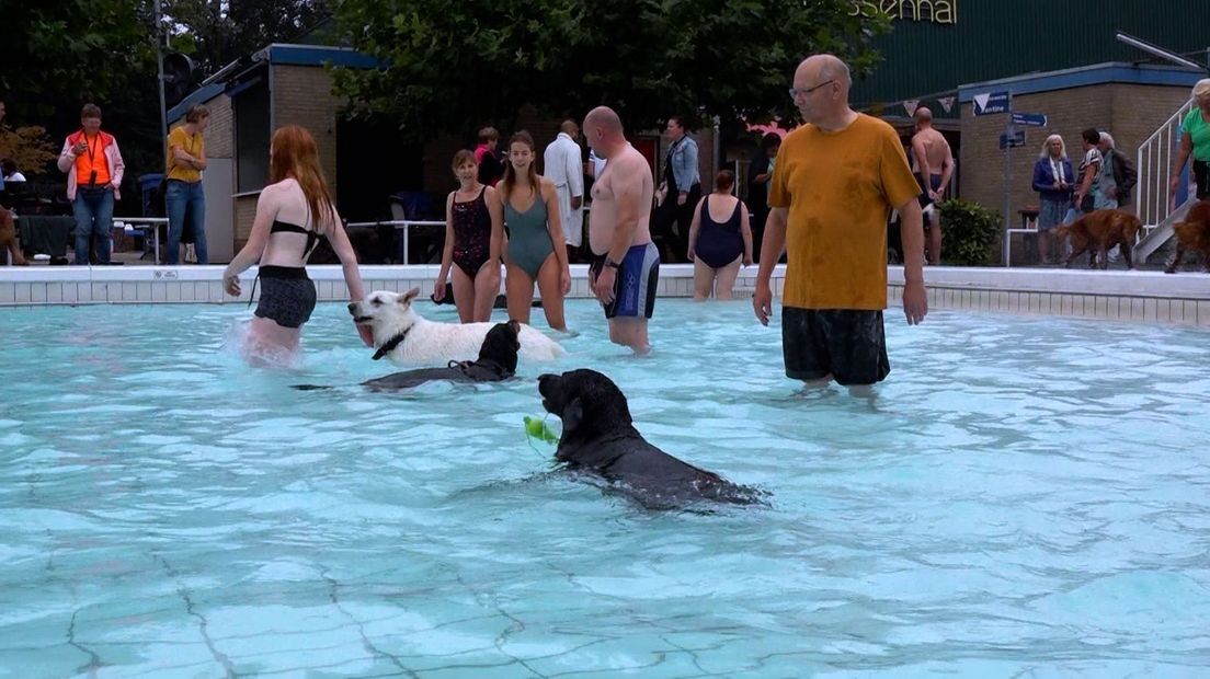 honden-in-zwembad-hoog-keppel-foto-omroep-gelderland