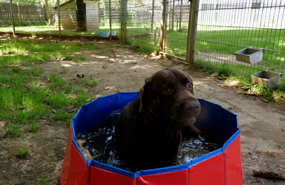 DierenWarmte0