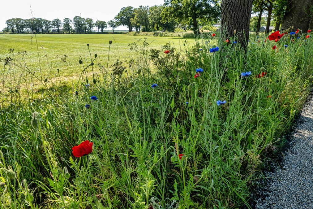 Bloemen-in-de-berm-juni-2023-1-scaled