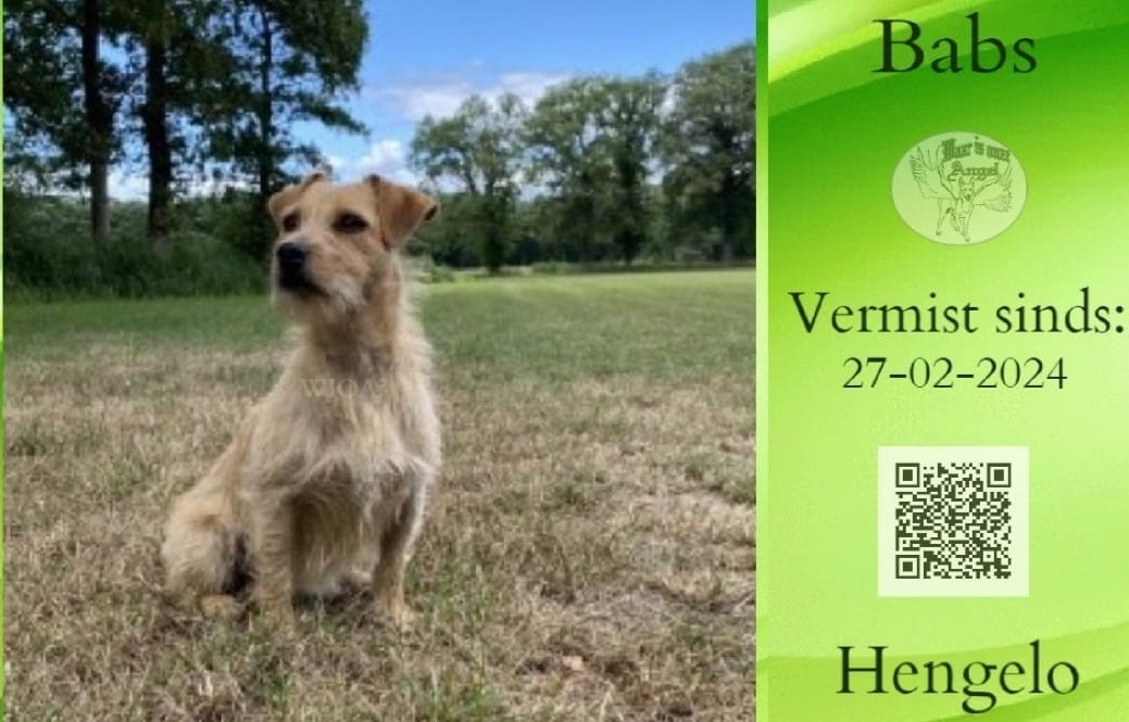 hond-babs-vermist-foto-Dyone-Lassche.jpg