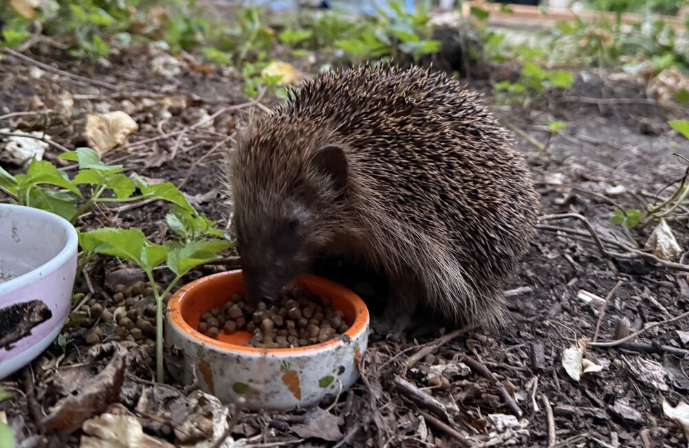 Egeltje in een tuin