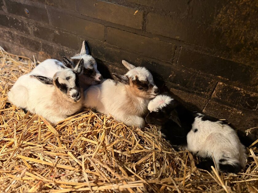 Vierling geitenlammetjes geboren bij kinderboerderij De Schouw in Zutphen
