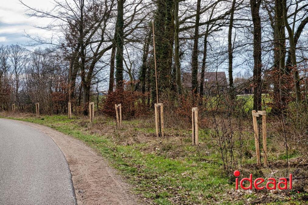 Herplant-laan-bomen-Eefde-05-maart-2023-1