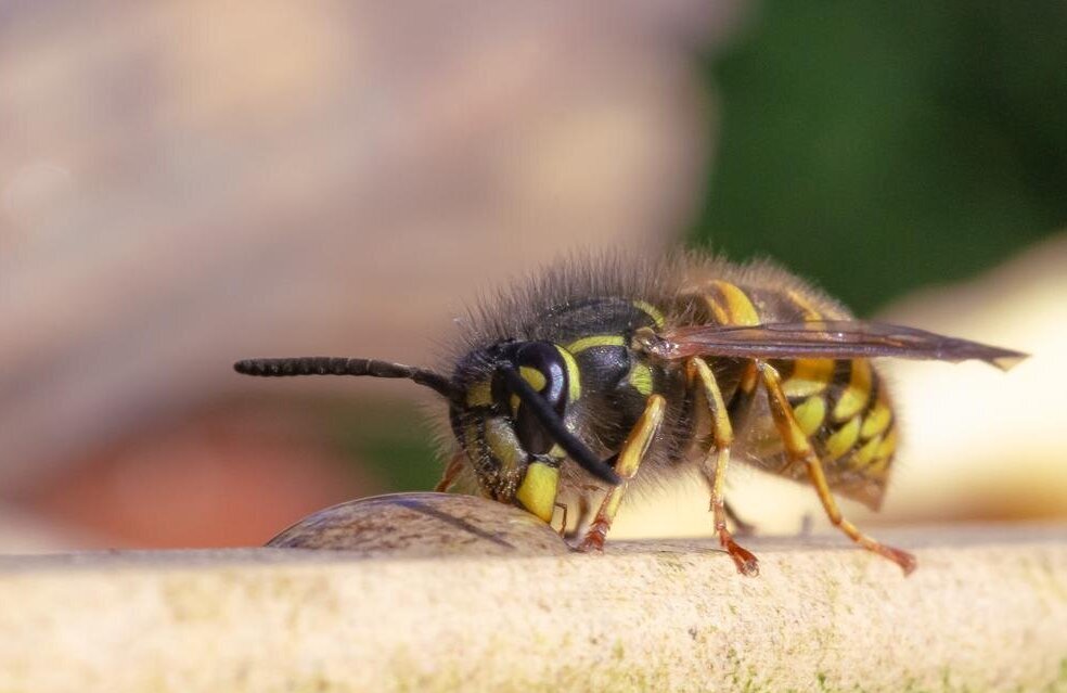 Close-up gewone wesp - © Eric Mahieu
