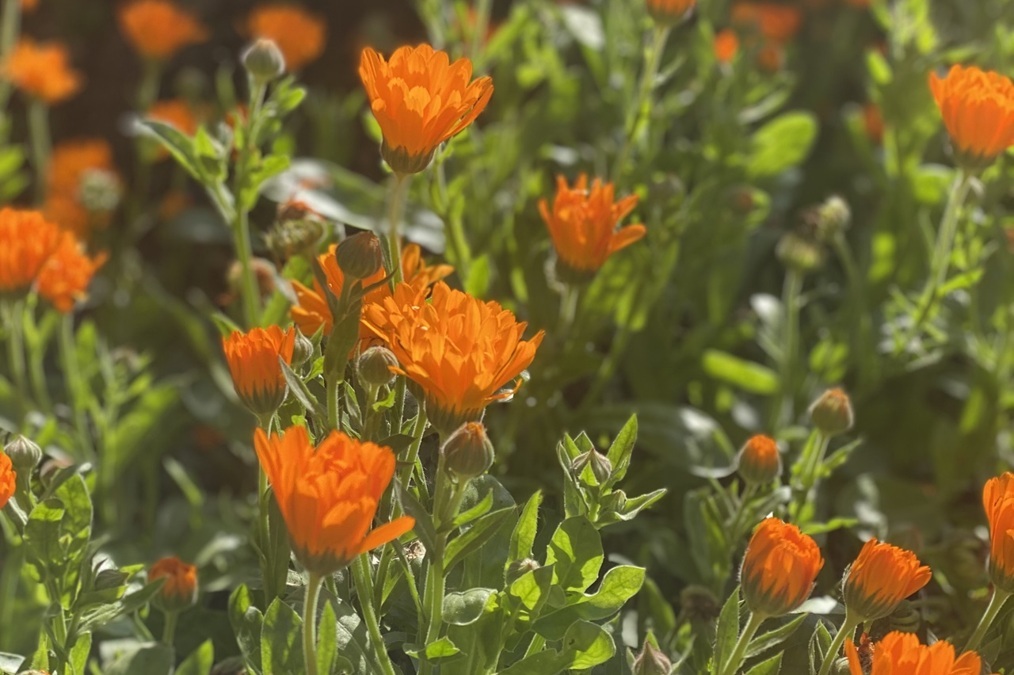 Goudsbloem-in-bloei-CJ