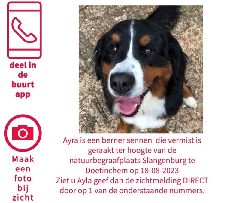 20230818-hond-ayra-wordt-vermist.jpg