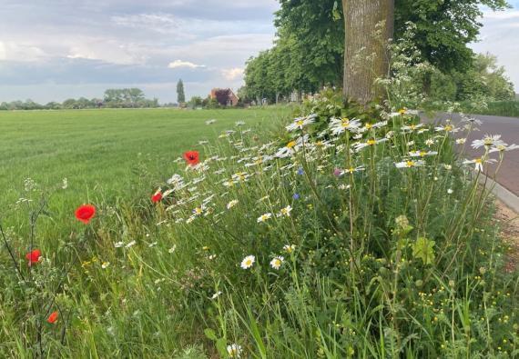 foto-Oude-IJsselstreek-Start-ecologisch-beheer-in-bermen-en-sloten-Berm