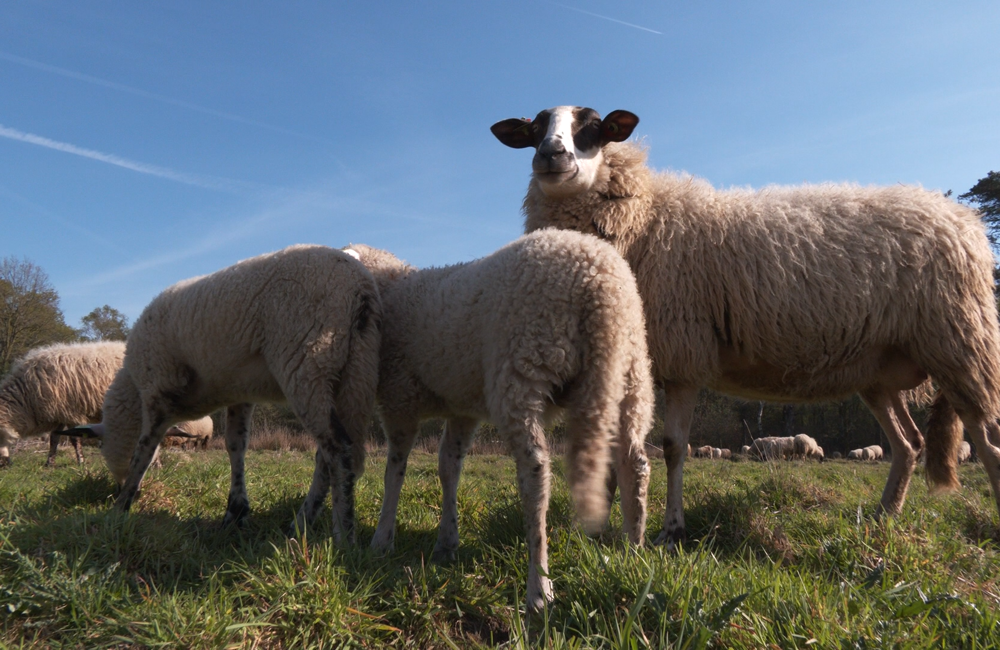 Belhamelschapen0.png