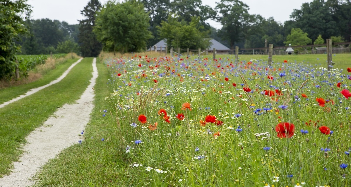 rtv-ideaal-FotoNatuurMilieuGelderland.jpg