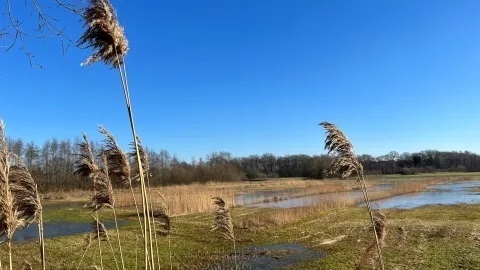 foto-Waterschap-Rijn-en-IJssel-natuurgebied-Hagenbeek