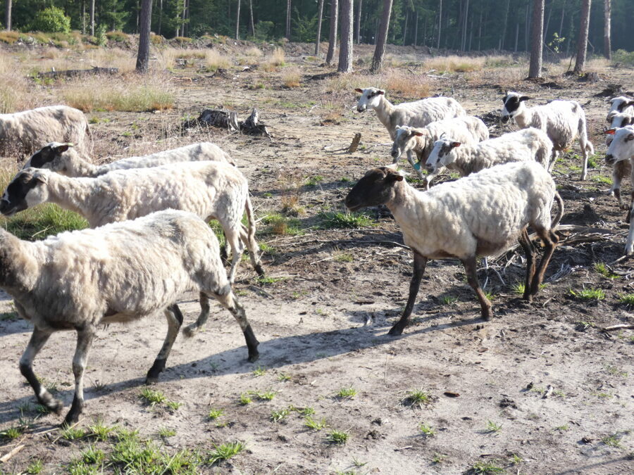 schapen-schapenmeer-scaled