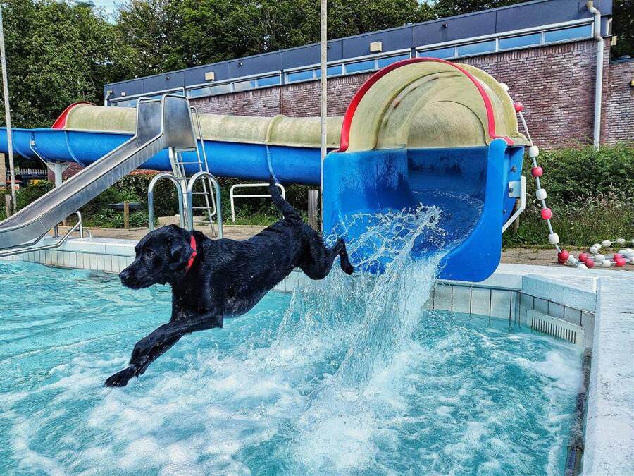regio8_honden_zwemmen_hoog-keppel.jpg