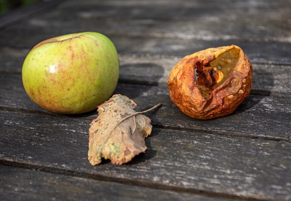 Fruitshow-Verleden-tot-Heden-Museumtuin-t-Olde-Ras-Doesburg
