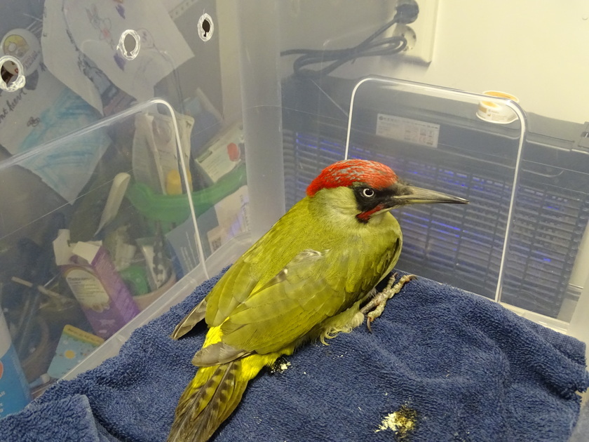 Help de dieren in Opvang Noach de winter door