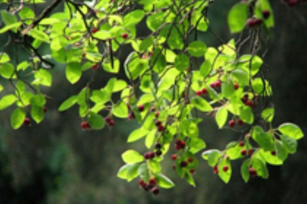 amelanchier_vrucht_tn