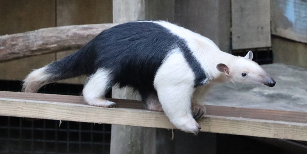 Hof-van-Eckberge-miereneter-Tamandua