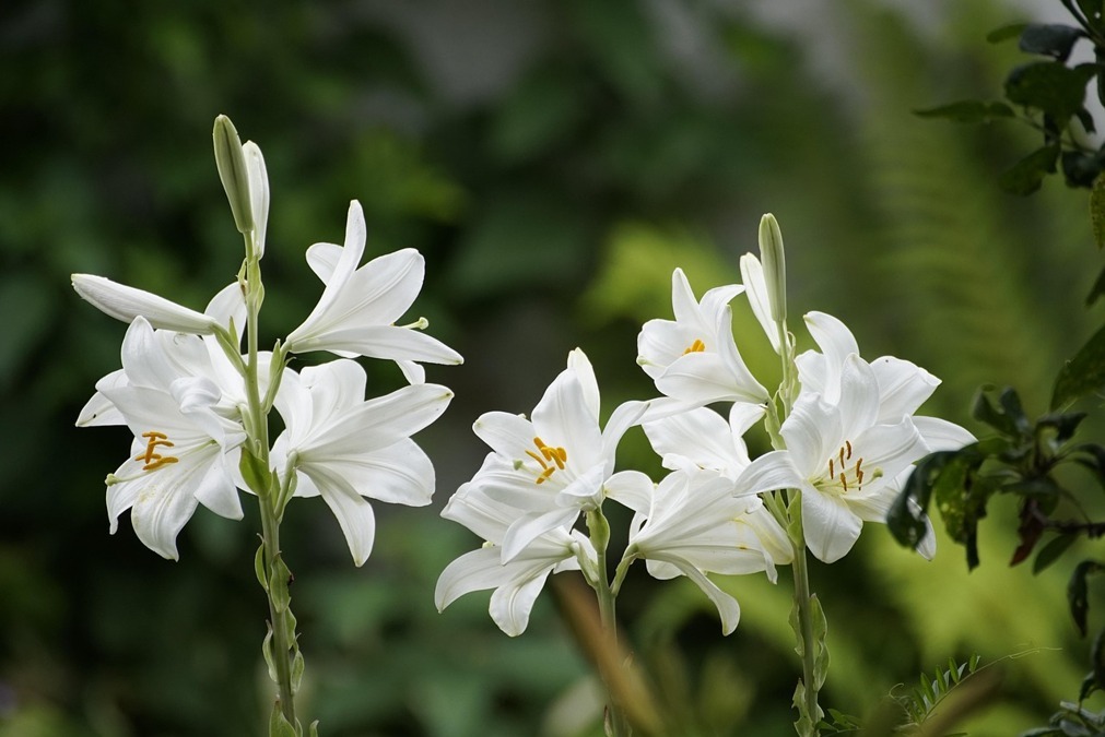 lilies-7263821_1280