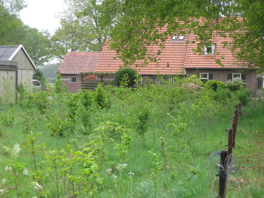 foto-3-pas-aangeplant-vogelbosje
