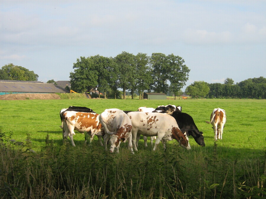 Weiland-met-koeien-in-omgeving-Beltrum-7