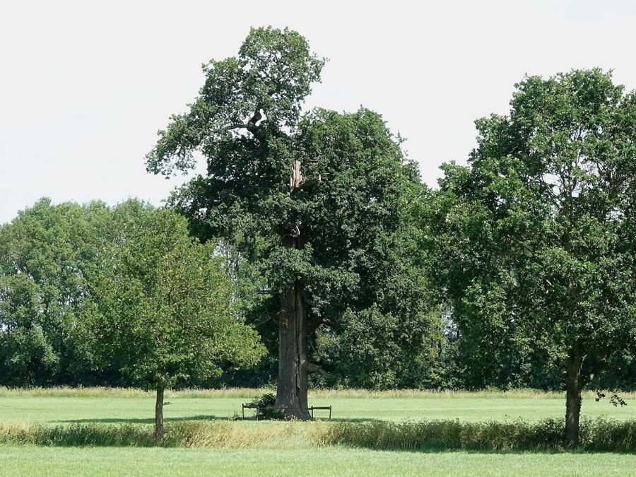 foto-boom-Bomenbelang-Bronckhorst.jpg