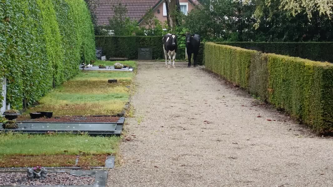 20230512-koeien-lopen-door-varsseveld