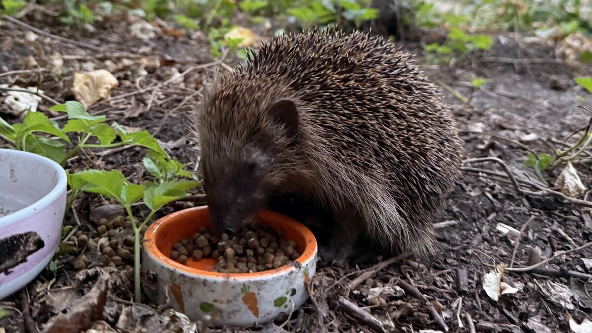 Egeltje in een tuin