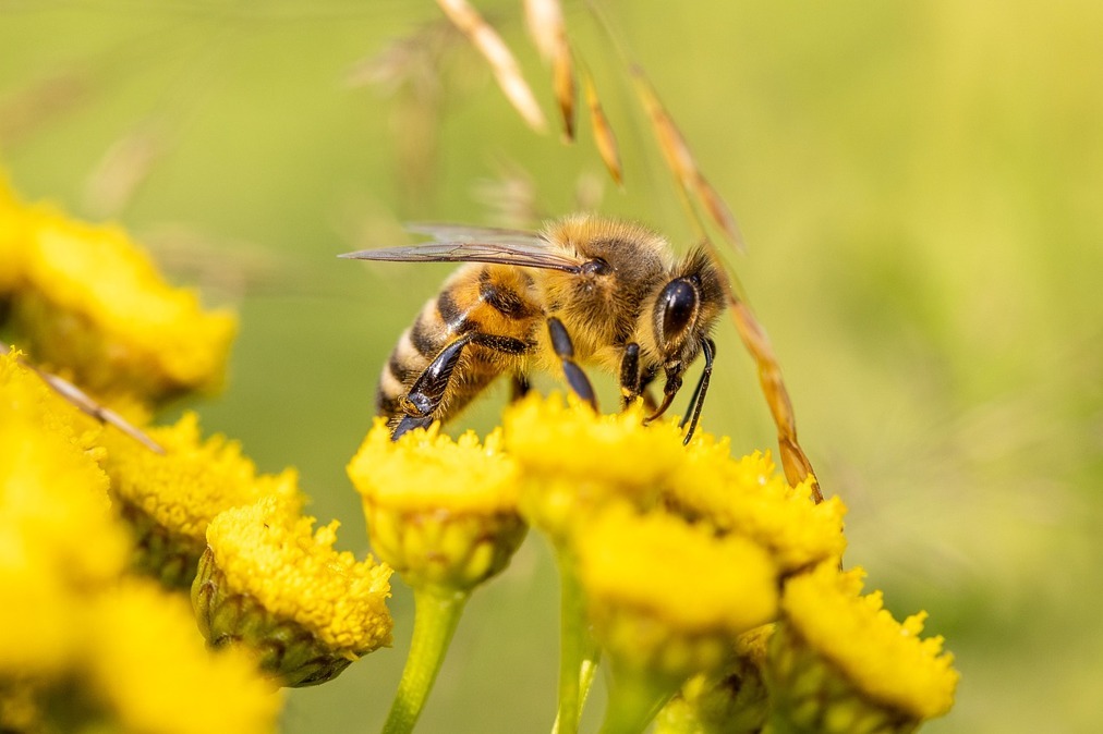 honey-bee-gba7b92417_1280-pixabay.jpg