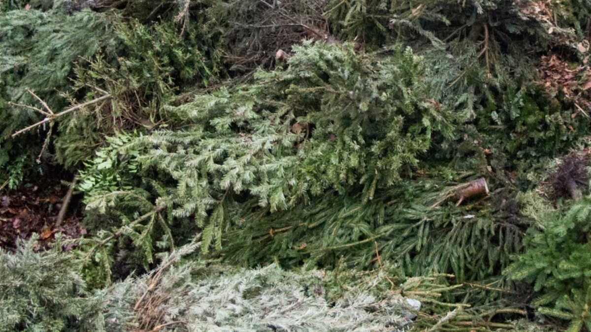 Ingezamelde-kerstbomen22