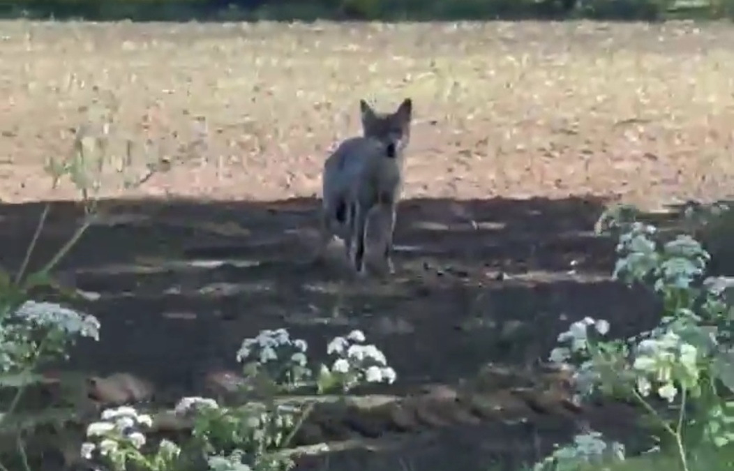 Wolf-Zelhem