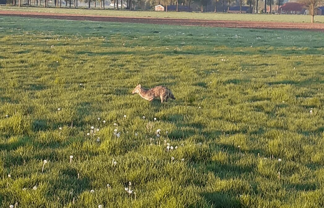 Wolf-Noordijk2-scaled