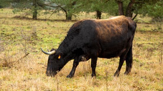 omroep-gld-stier-stock-foto
