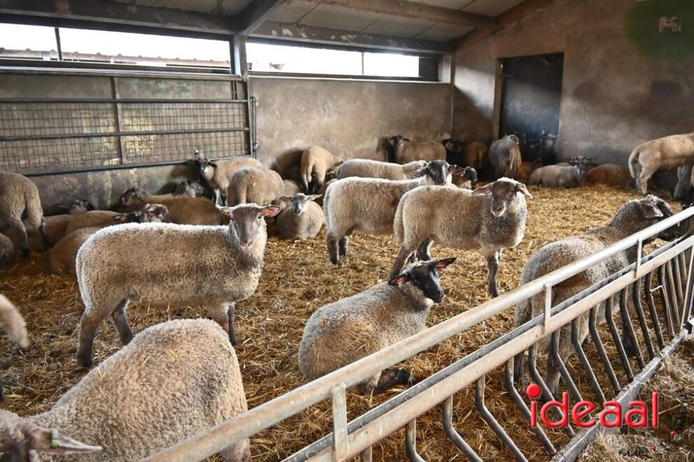 JB-Plattelandswandeling-2026-03-29-121