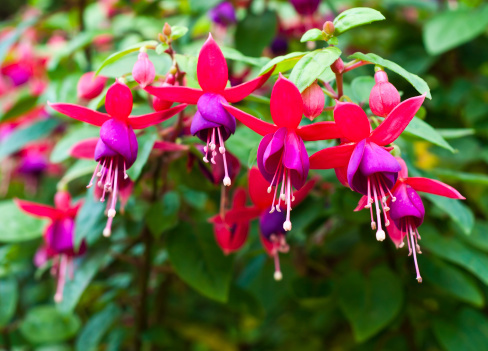 Fuchsia.jpg