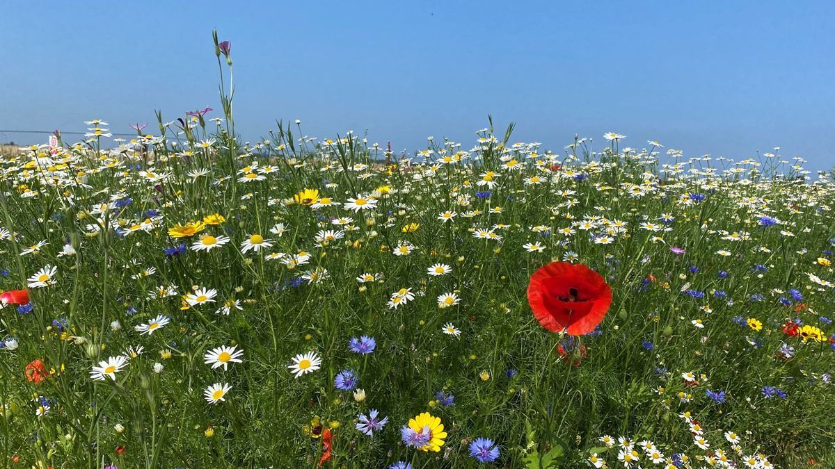 Bloemen-Kruidenmengsel-