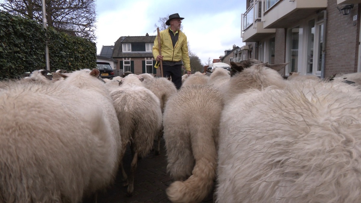 Schapen-Vorden