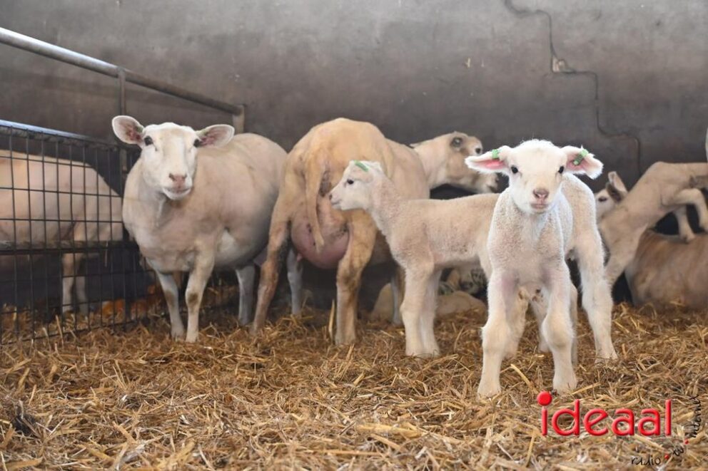 JB-Plattelandswandeling-2026-03-29-125