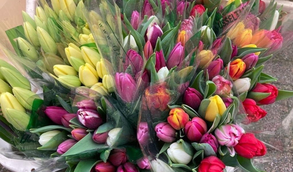 tulpen-van-ijsseltulp-foto-lionsclub-bronckhorst