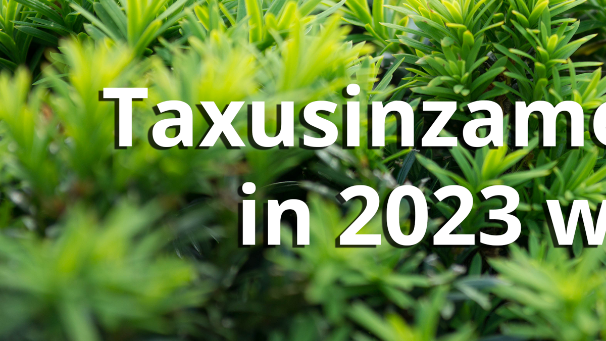 Taxusinzameling-start-in-2023-weer-op