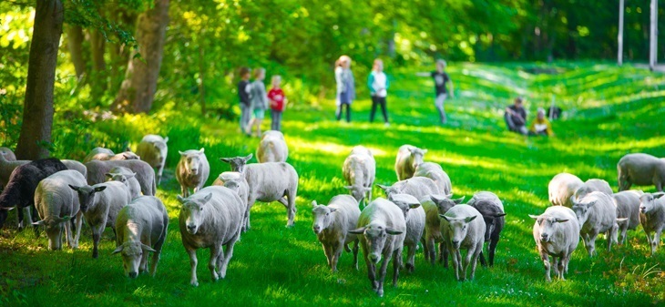 schapen-foto-Gemeente-Lochem