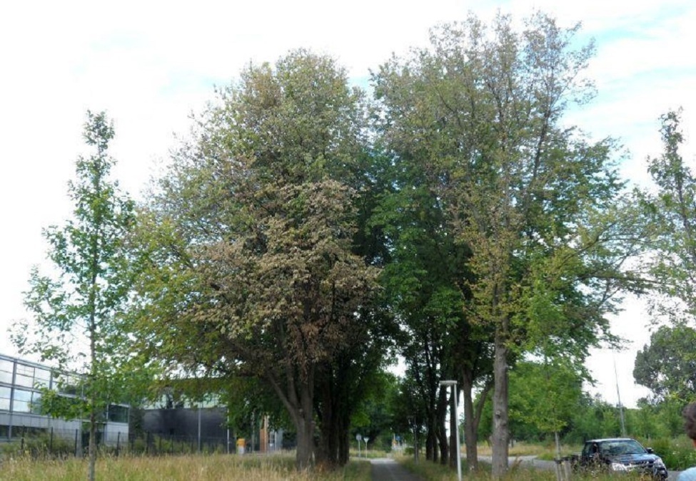 iepziekte-foto-Groenwerk-boomverzorging.jpg